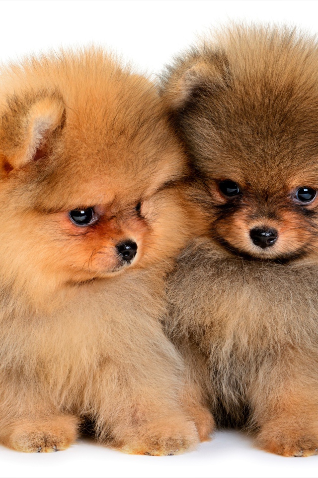 Два милых пушистых щенка шпица на белом фоне
