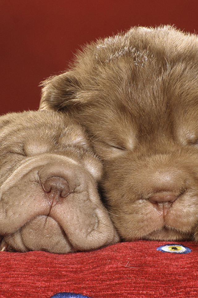 Два милых спящих щенка шарпея