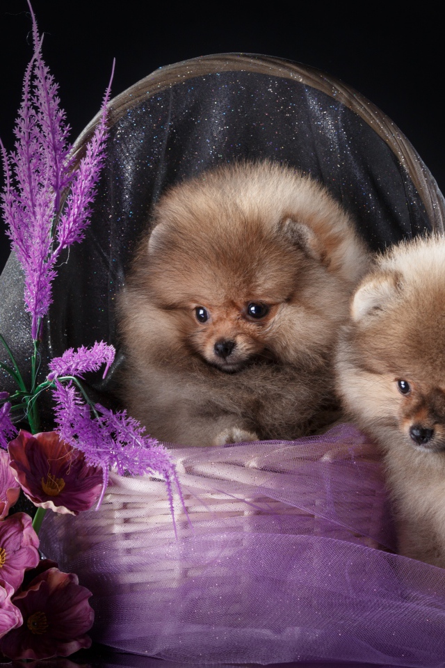 Два милых шпица в корзине с цветами