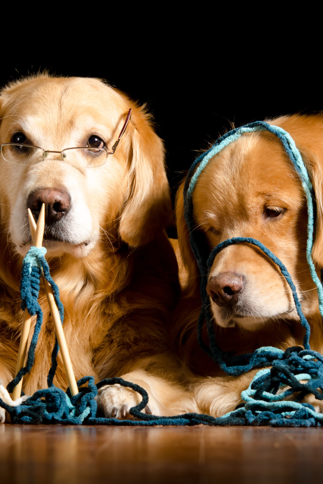 Две собаки породы золотистый ретривер со спицами и клубком ниток