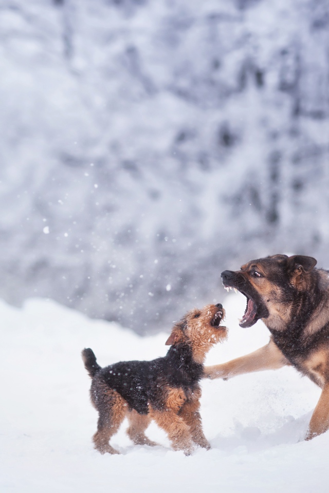 Две собаки играют на снегу