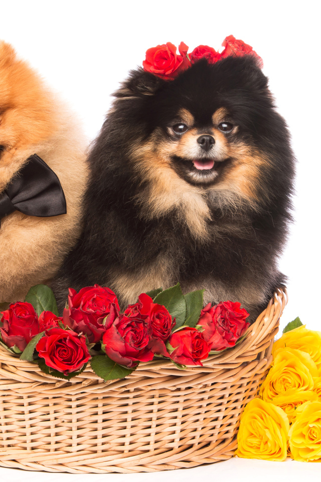 Две собаки породы шпиц с красными и желтыми розами