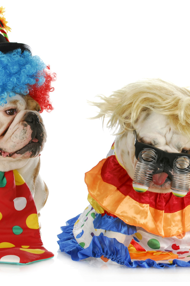 Два английских бульдога в маскарадных костюмах на белом фоне