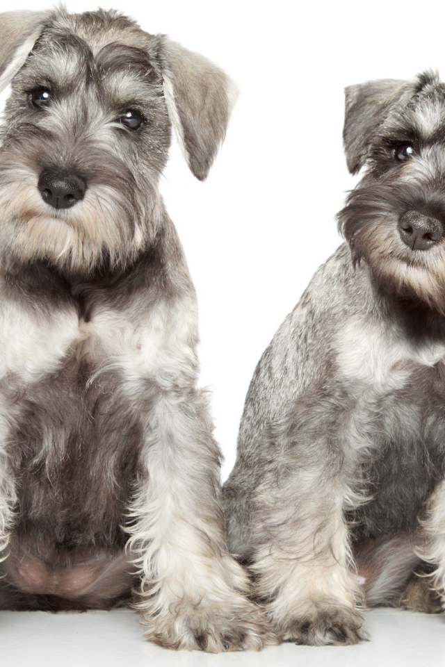 Два серых щенка шнауцера позируют на белом фоне