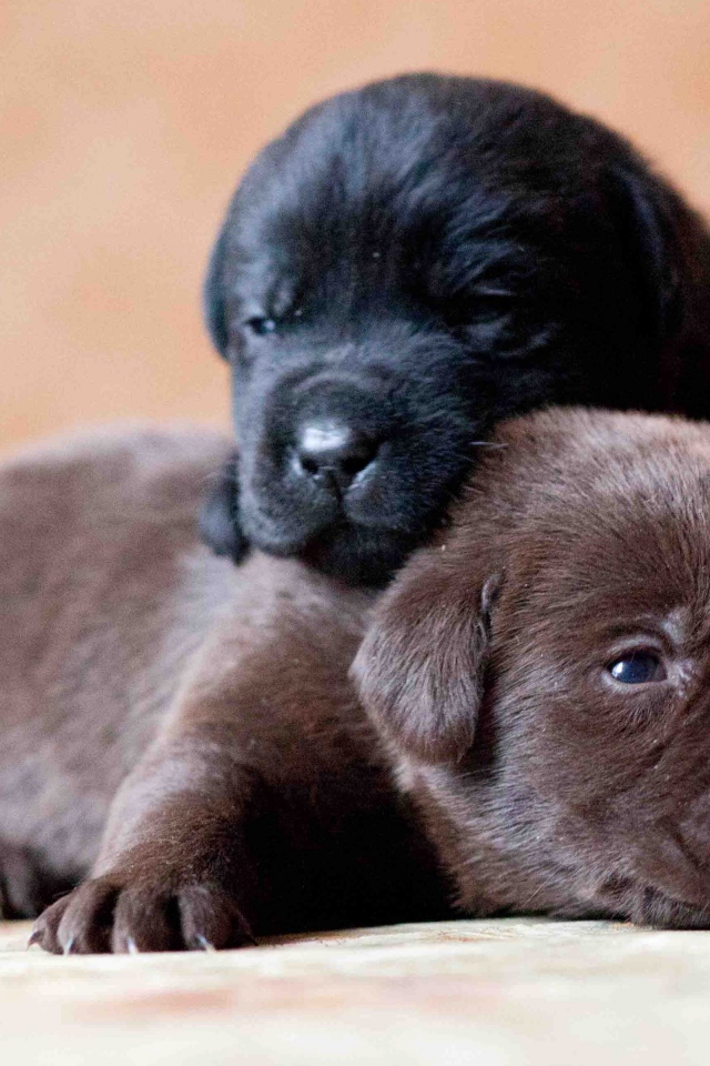 Два маленьких милых щенка лабрадора
