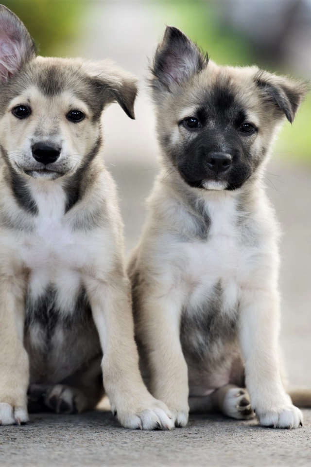 Два маленьких милых щенка сидят на дороге