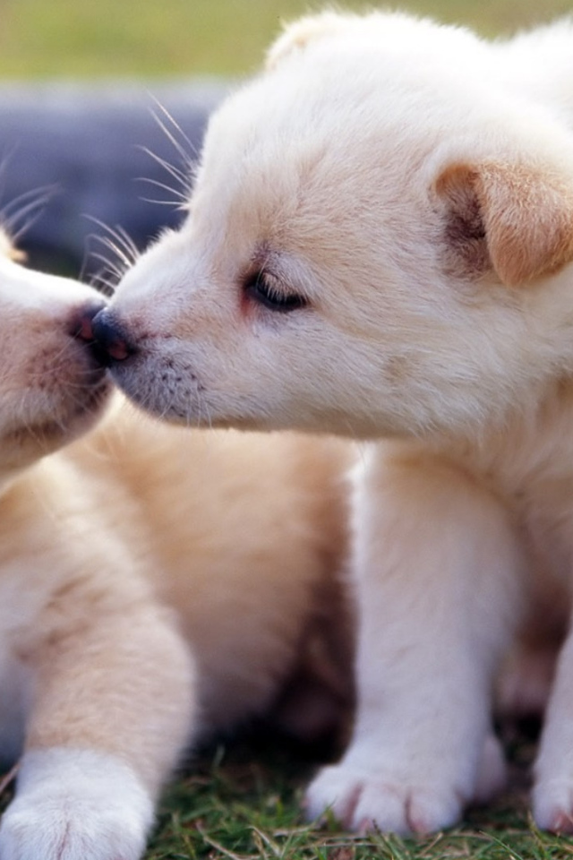 Два маленьких  забавных щенка золотистого ретривера 