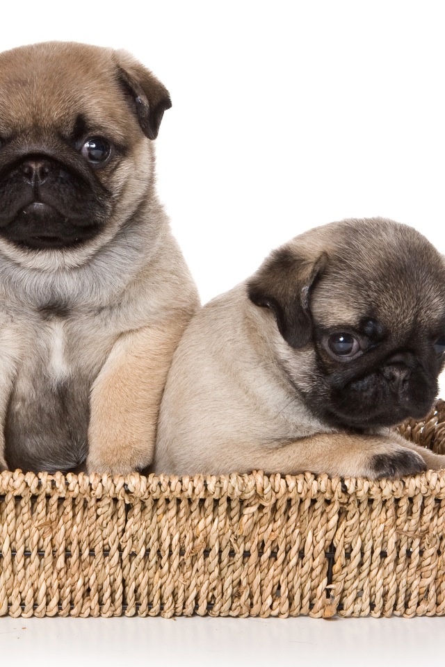 Два маленьких щенка мопса в корзине на белом фоне