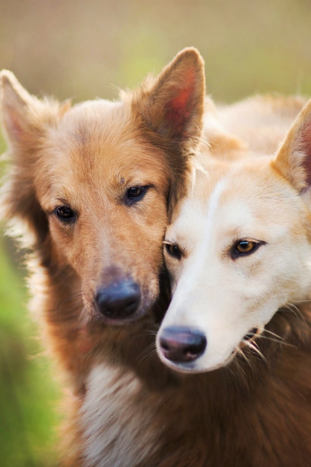 Две рыжие собаки обнимают друг друга