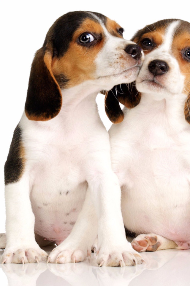 Два маленьких щенка бигля на белом фоне