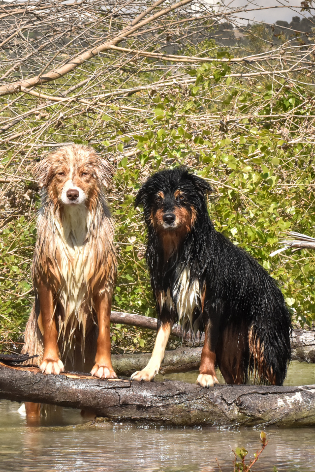 Две мокрые австралийские овчарки сидят у воды