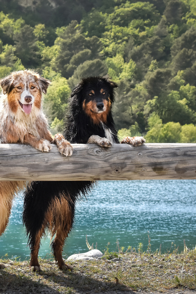 Две мокрых собаки породы Австралийская Овчарка