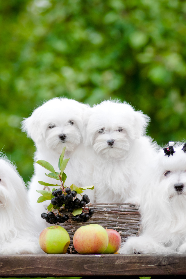 Две белых собаки породы Мальтийская болонка с щенятами