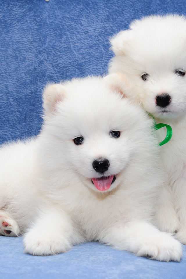 Два белых пушистых щенка самоедской лайки 