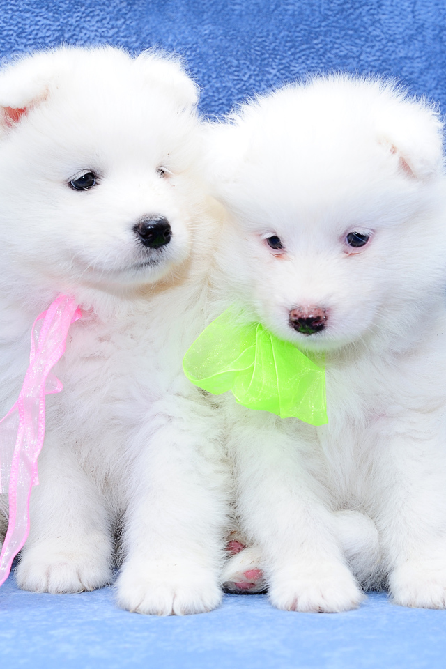 Два белых пушистых щенка самоедской лайки на голубом фоне