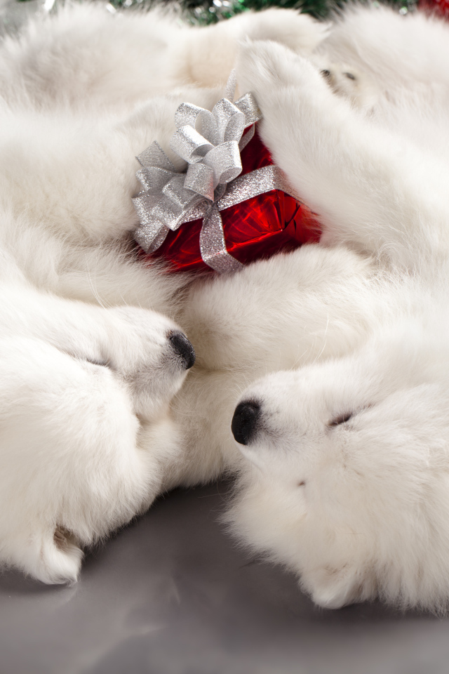 Два белых шпица с новогодними подарками,  символ Нового года 2018