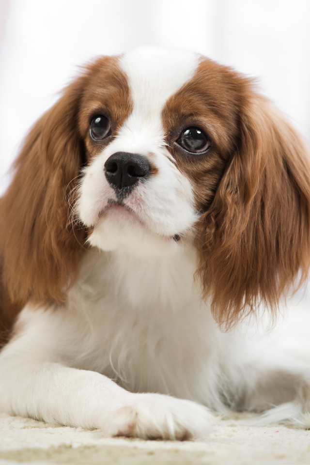 Взгляд собаки породы Кинг чарльз спаниель