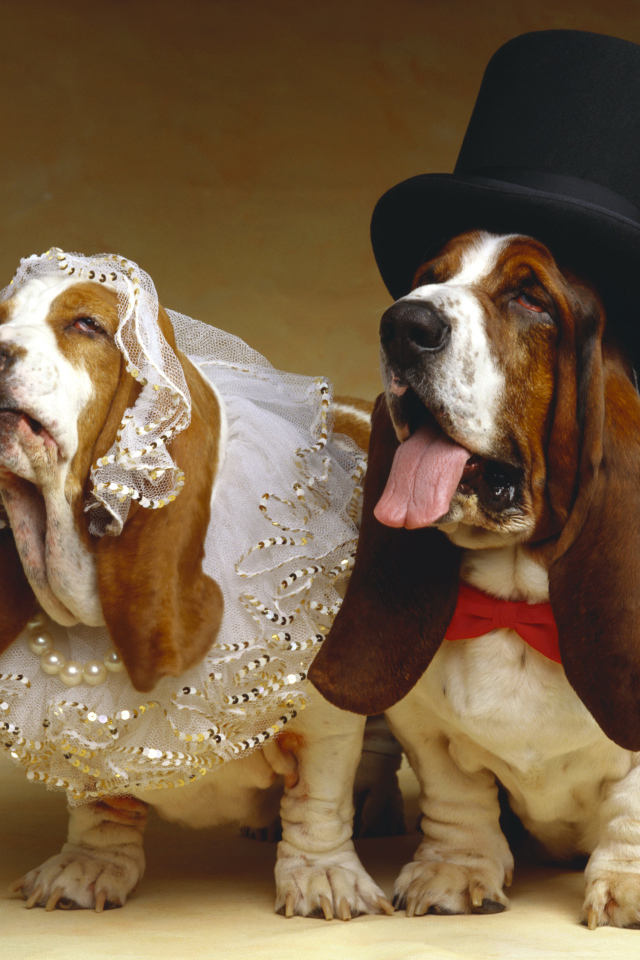 Свадьба собак породы Бассет хаунд