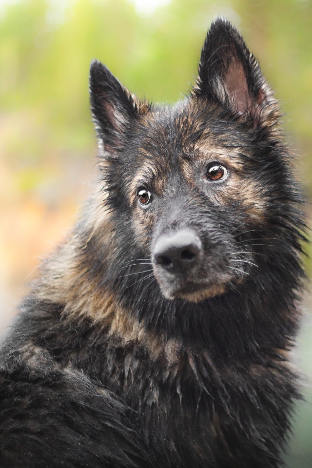 Мокрая большая собака с грустной мордой