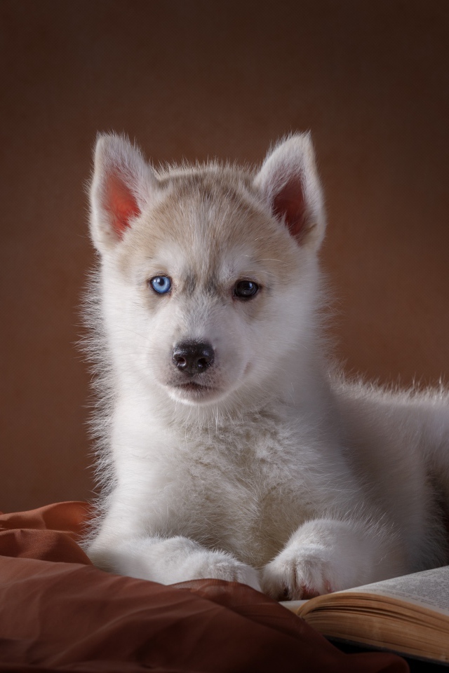 Белый щенок хаски с книгой