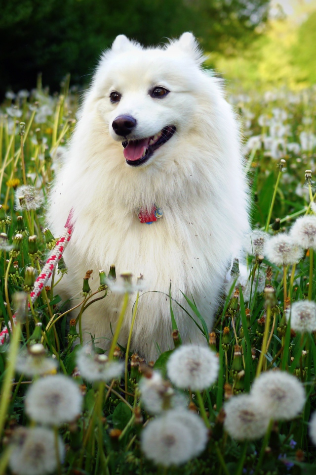 Белая собака на поле одуванчиков 