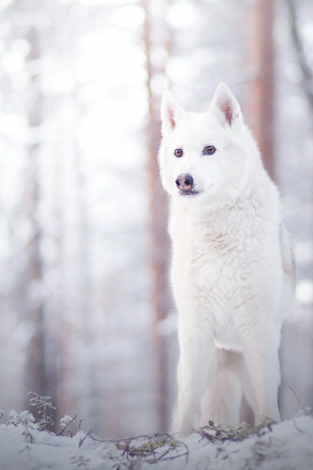Белая собака стоит на снегу в лесу