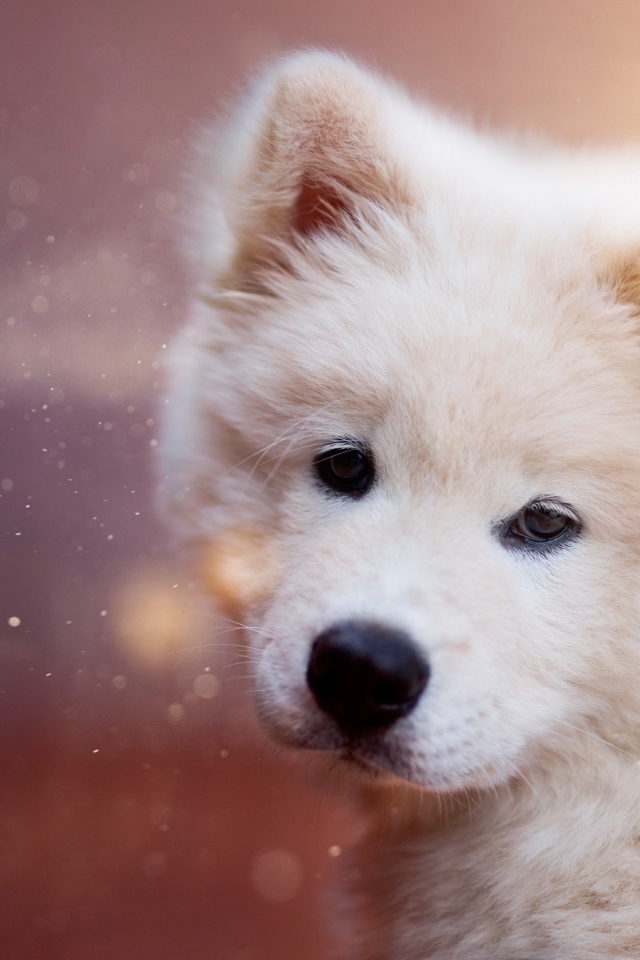 Белый пушистый щенок самоедской собаки
