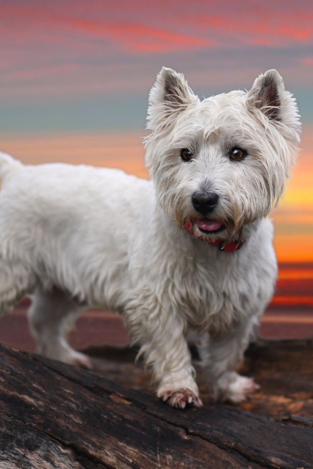 Белый забавный щенок вест-хайленд-уайт-терьер на фоне неба