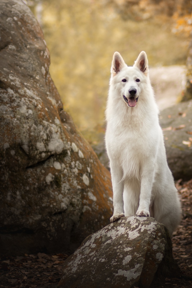 Белая овчарка с высунутым языком стоит на камне