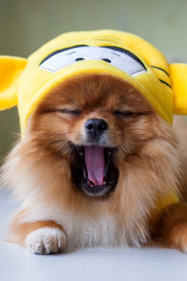 Зевающий шпиц в забавной желтой шапке