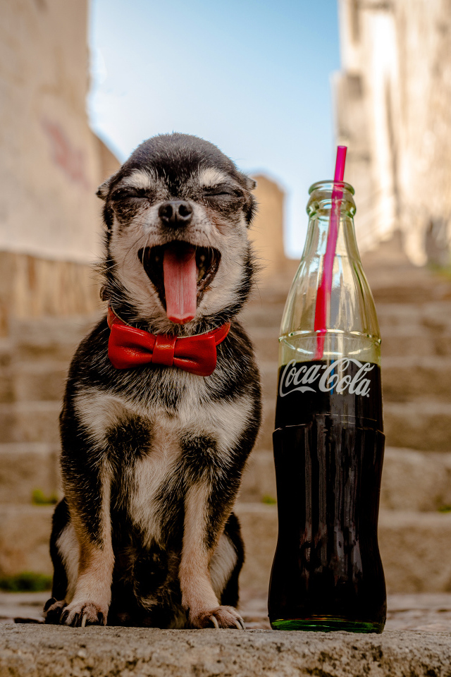 Зевающий чихуахуа с бутылкой  Coca-Cola с трубочкой