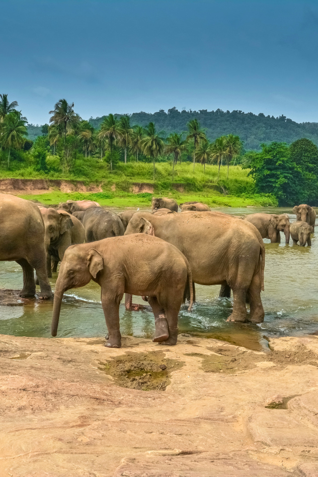 Стадо слонов купается в водоеме