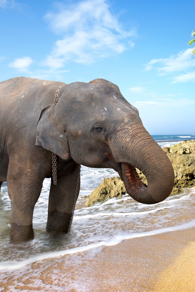Большой слон пьет воду на берегу океана