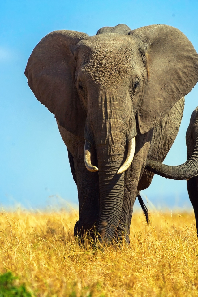 Большая слониха  с маленьким слоненком 