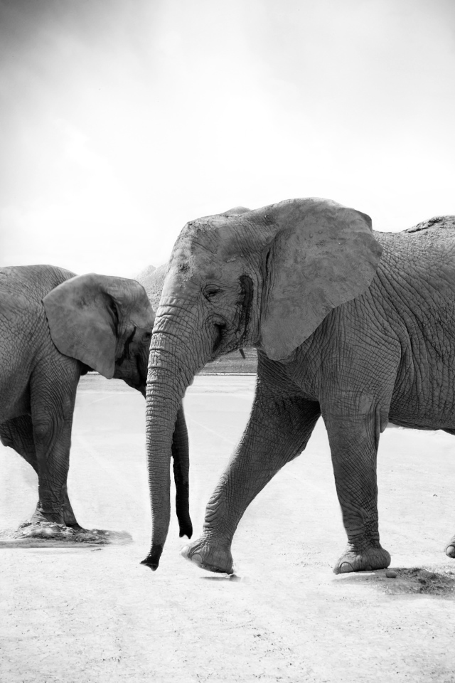 Слоны на дороге черно - белое фото 