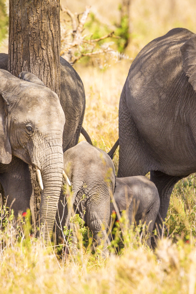 Семья больших серых слонов у дерева