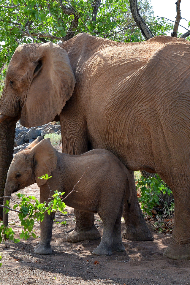 Мама слон с маленьким слоненком