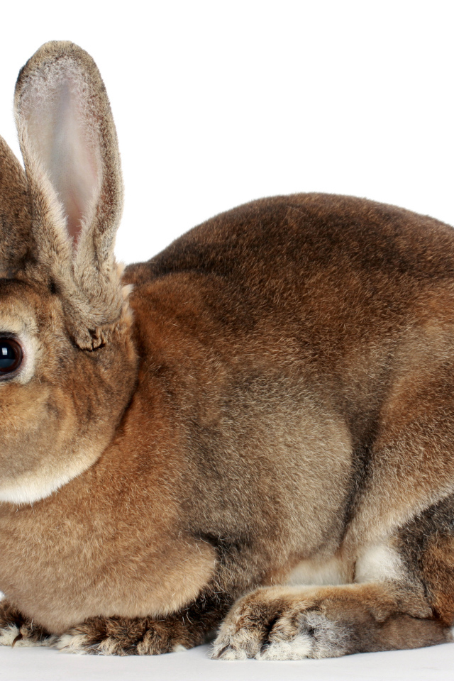Большой кролик на белом фоне