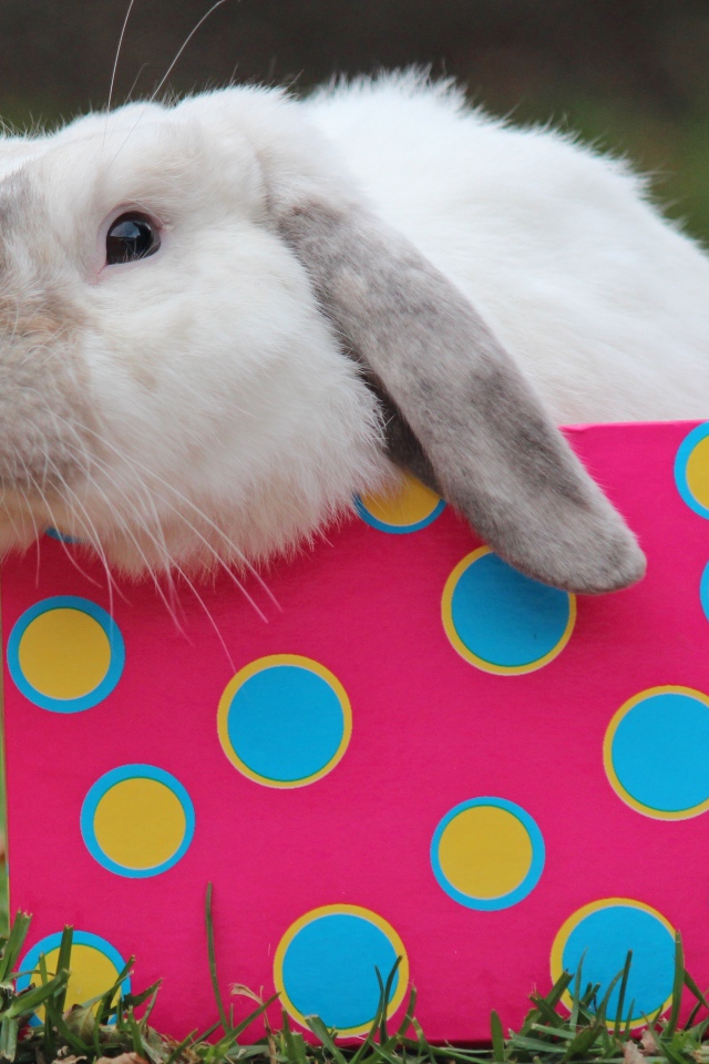 Забавный декоративный кролик сидит в разноцветной коробке