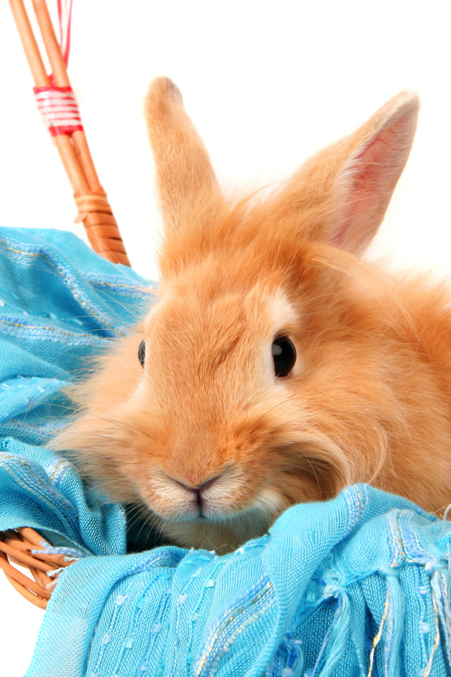 Red-haired furry rabbit sitting in a basket on a blue scarf on a white background