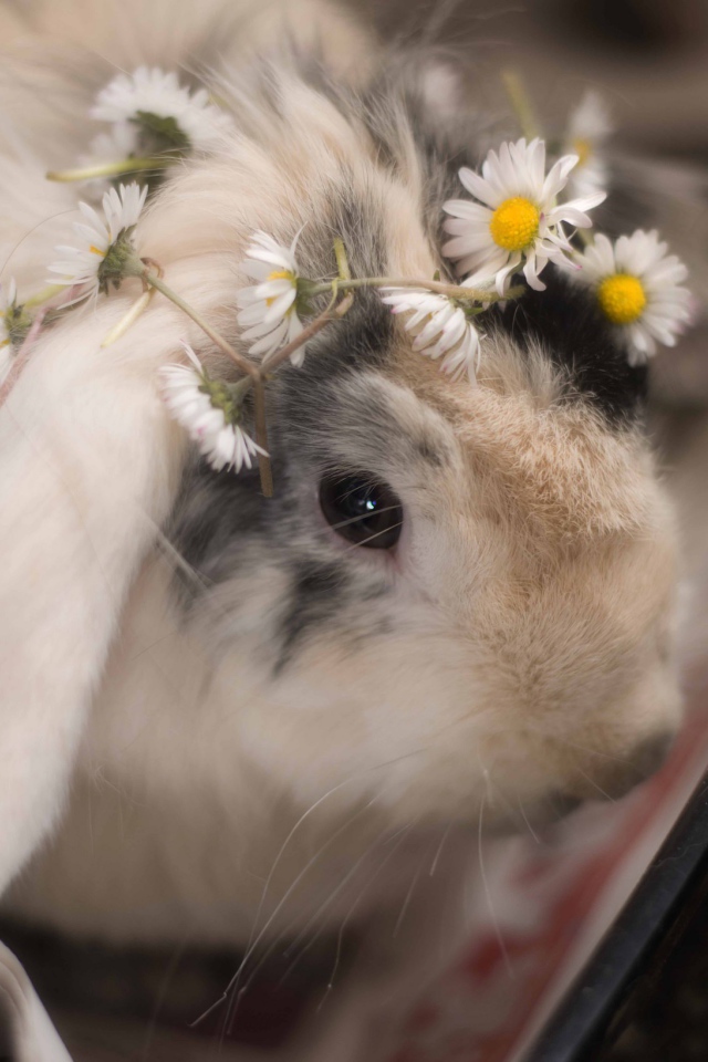 Small decorative rabbit with chamomiles