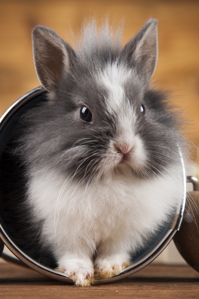 Sweet furry decorative rabbit