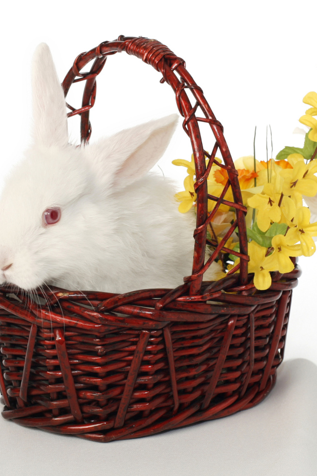 Белый кролик в корзине с цветами на белом фоне