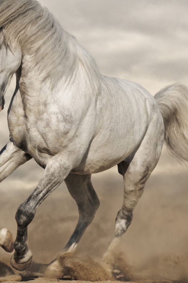 Красивая белая лошадь скачет по песку