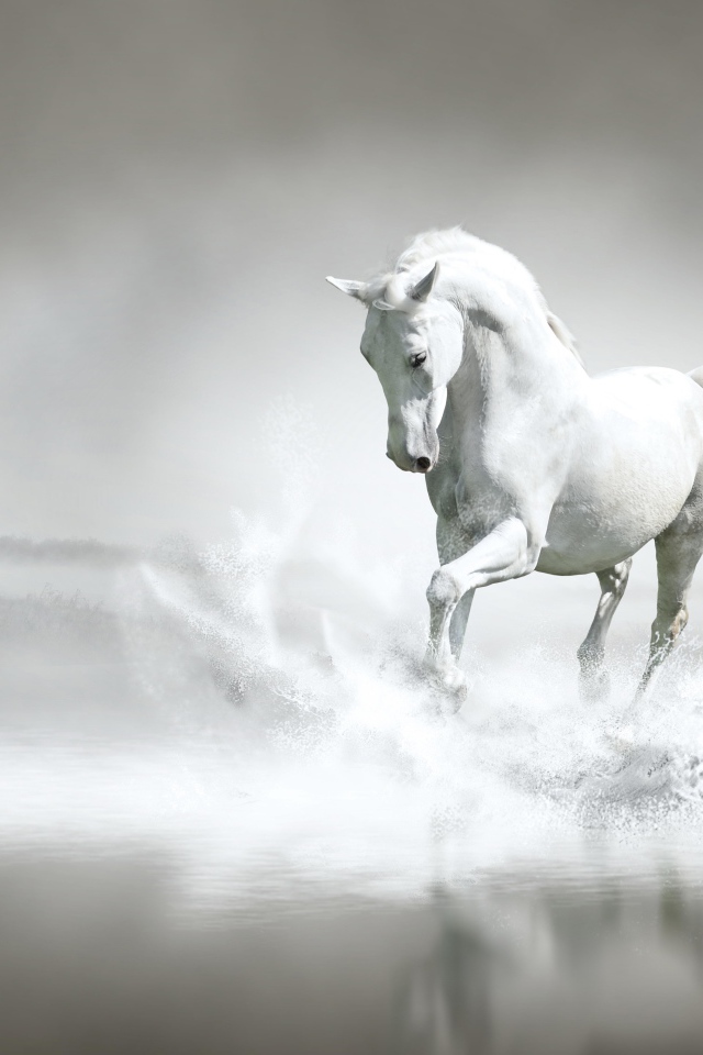 Красивый белый конь бежит по воде