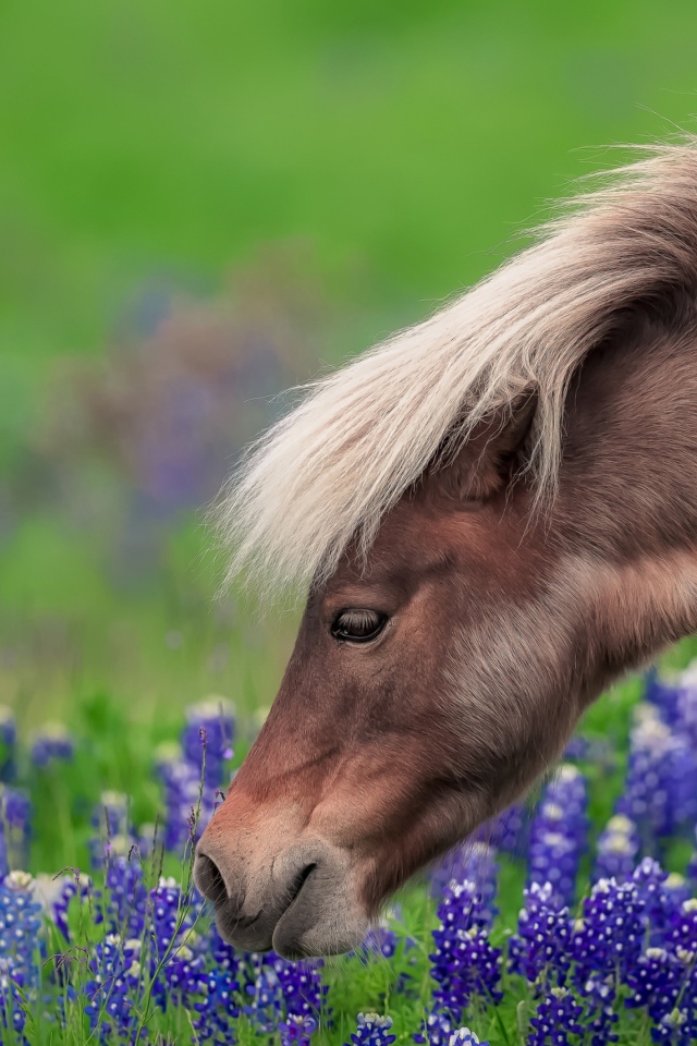 Коричневая лошадь гуляет по полю с синими цветами