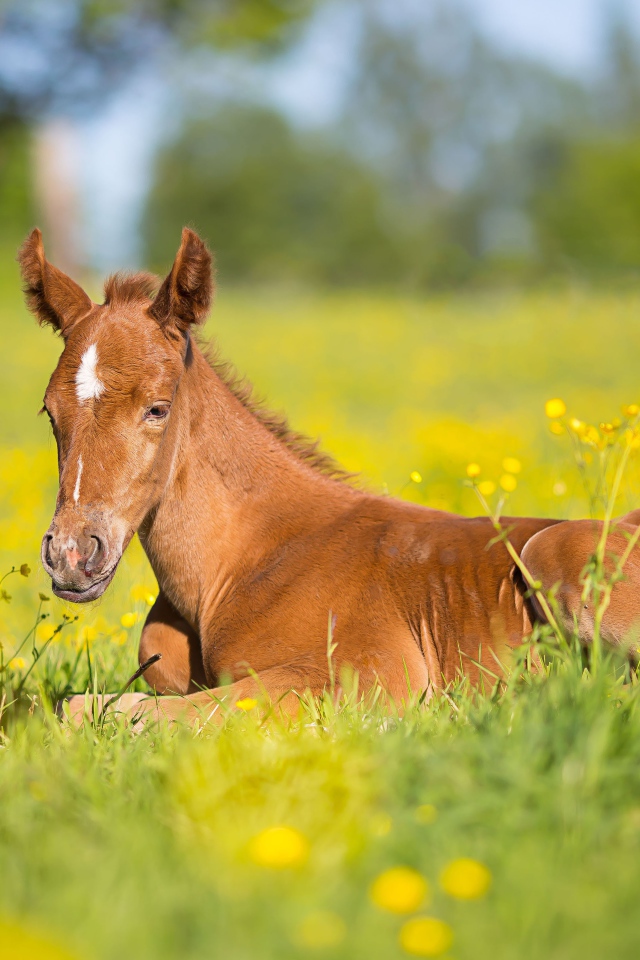 Маленький коричневый жеребенок лежит на зеленой траве 