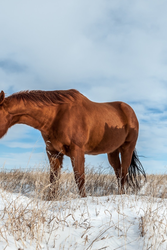 Белая и коричневая лошадь пасутся на покрытом снегом поле 