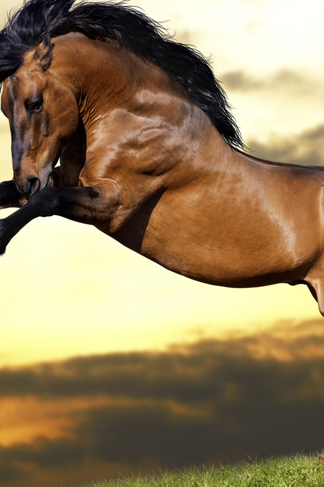 Красивый коричневый конь с черной гривой  встал на дыбы 