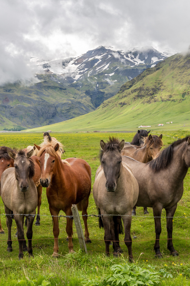 Табун лошадей в покрытых зеленью горах
